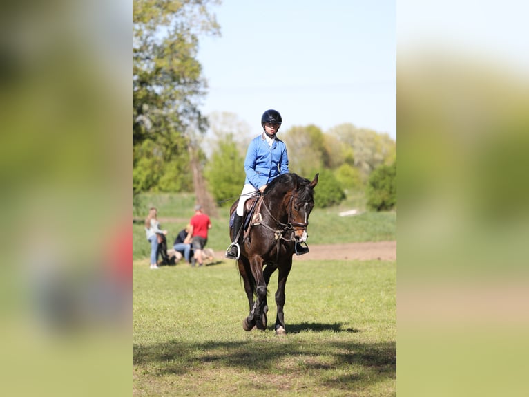 Hannoveraan Merrie 10 Jaar 165 cm Donkerbruin in Neuzelle