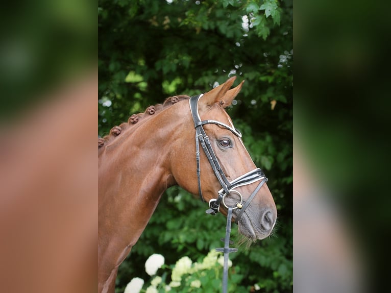 Hannoveraan Merrie 10 Jaar 165 cm Donkere-vos in Ennigerloh