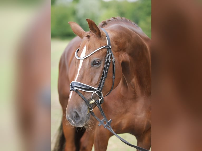 Hannoveraan Merrie 10 Jaar 165 cm Donkere-vos in Ennigerloh