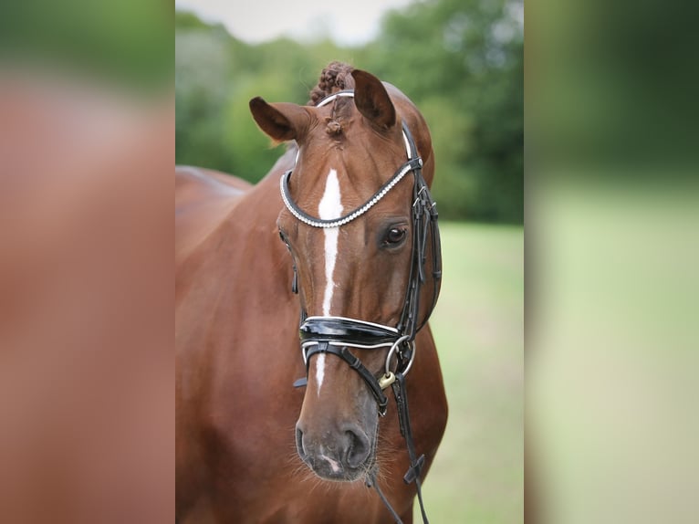 Hannoveraan Merrie 10 Jaar 165 cm Donkere-vos in Ennigerloh