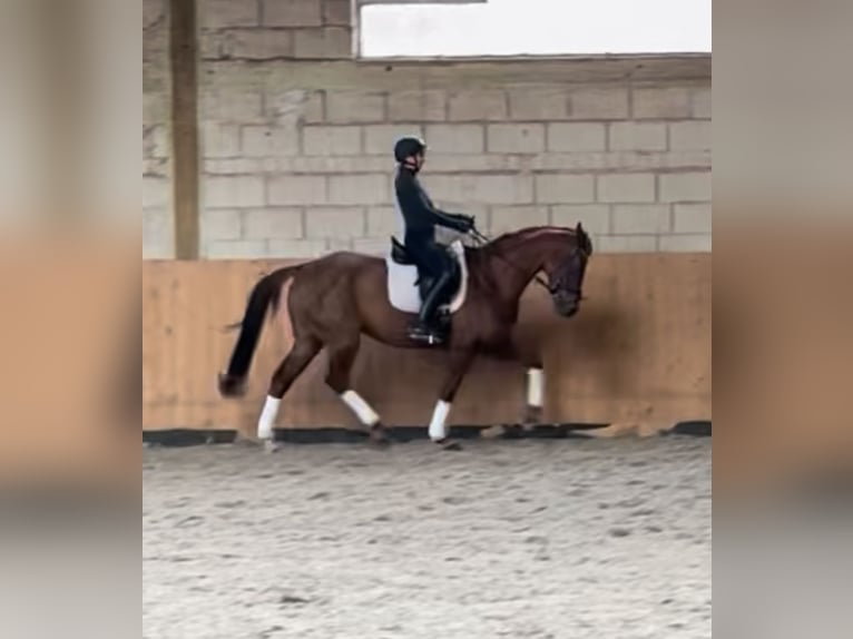 Hannoveraan Merrie 10 Jaar 165 cm Donkere-vos in Aalen Hannoveraan Merrie 10 Jaar 165 cm Donkere-vos in Aalen