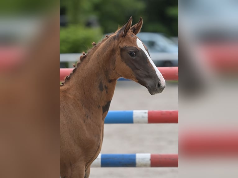 Hannoveraan Merrie 10 Jaar 165 cm Vos in Salem