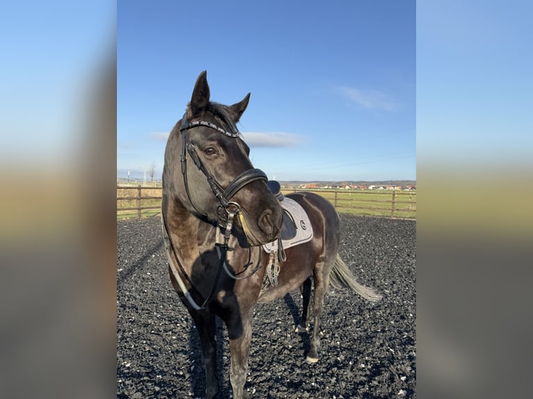 Hannoveraan Merrie 10 Jaar 165 cm Zwart in Salzgitter HohenrodeSalzgitter