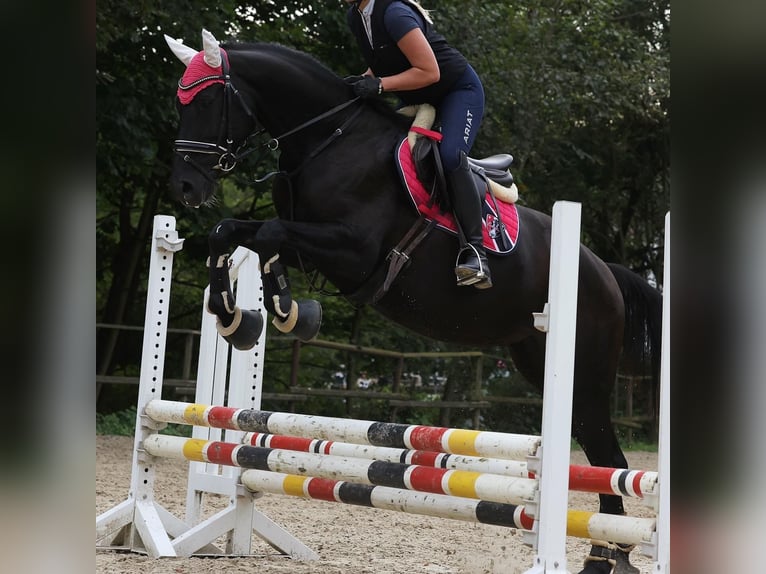 Hannoveraan Merrie 10 Jaar 165 cm Zwart in R&#xFC;sselsheim am Main