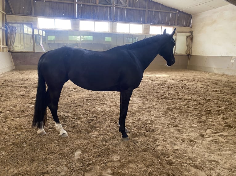 Hannoveraan Merrie 10 Jaar 165 cm Zwartbruin in Stuttgart Stuttgart-West
