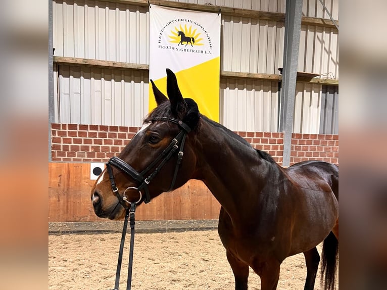 Hannoveraan Merrie 10 Jaar 166 cm Bruin in Frechen
