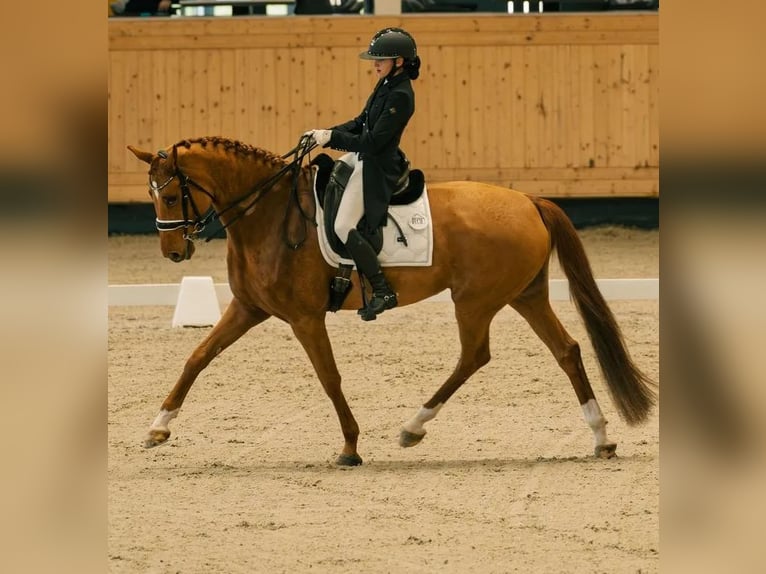 Hannoveraan Merrie 10 Jaar 166 cm Donkere-vos in Bucharest