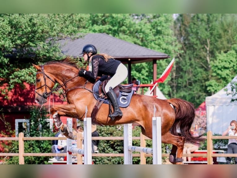 Hannoveraan Merrie 10 Jaar 166 cm Donkere-vos in Ahlerstedt