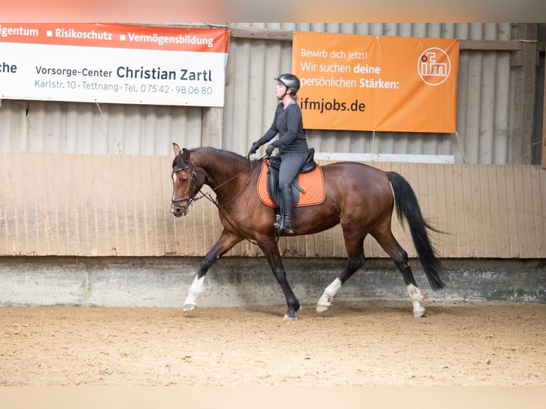 Hannoveraan Merrie 10 Jaar 167 cm Bruin in Grünkraut