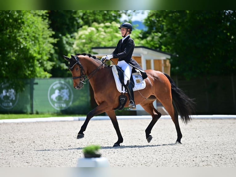 Hannoveraan Merrie 10 Jaar 167 cm Bruin in Freiensteinau