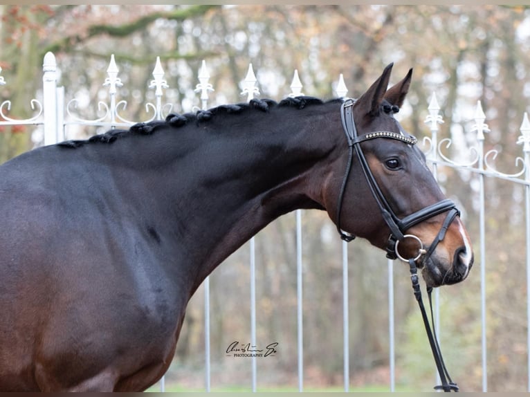 Hannoveraan Merrie 10 Jaar 167 cm Donkerbruin in Niederkassel