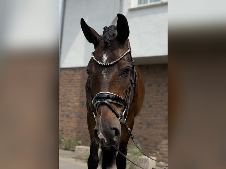 Hannoveraan Merrie 10 Jaar 167 cm Donkerbruin in Niederkassel