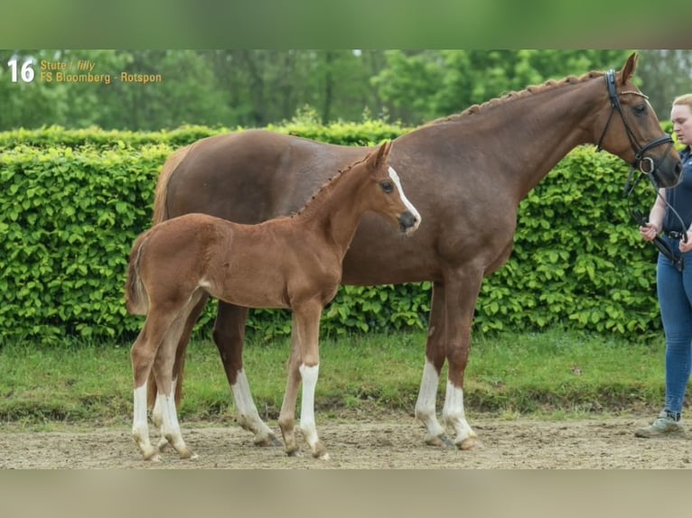 Hannoveraan Merrie 10 Jaar 167 cm Donkere-vos in Neukirchen-Vluyn