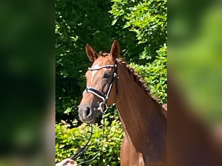 Hannoveraan Merrie 10 Jaar 167 cm Donkere-vos in Neukirchen-Vluyn