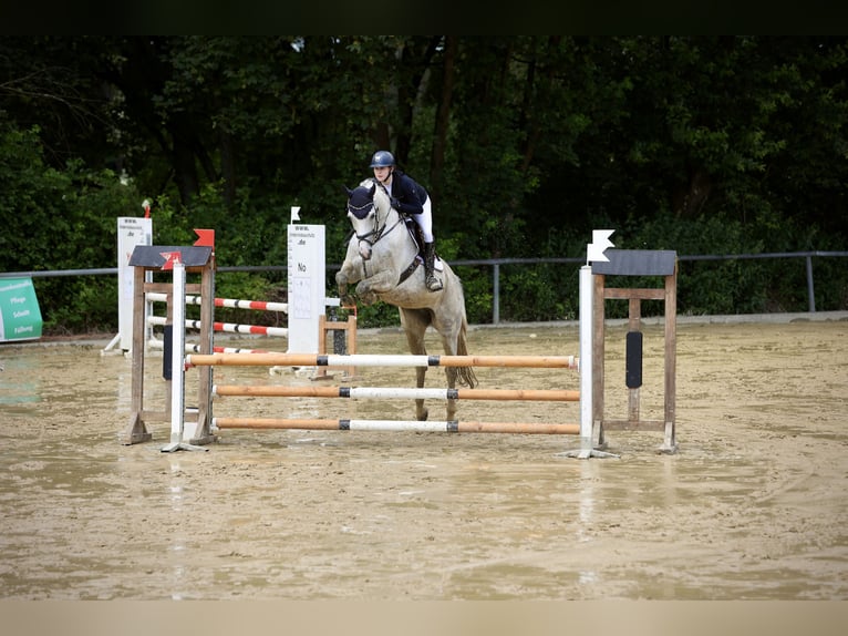 Hannoveraan Merrie 10 Jaar 167 cm Schimmel in Dortmund