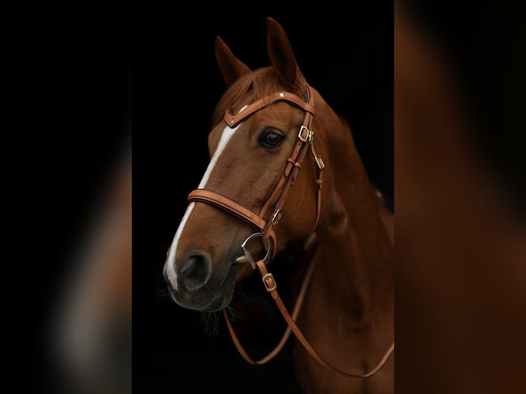 Hannoveraan Merrie 10 Jaar 167 cm Vos in Crailsheim