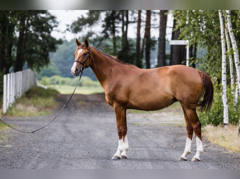 Hannoveraan Merrie 10 Jaar 167 cm Vos in Kiszewo