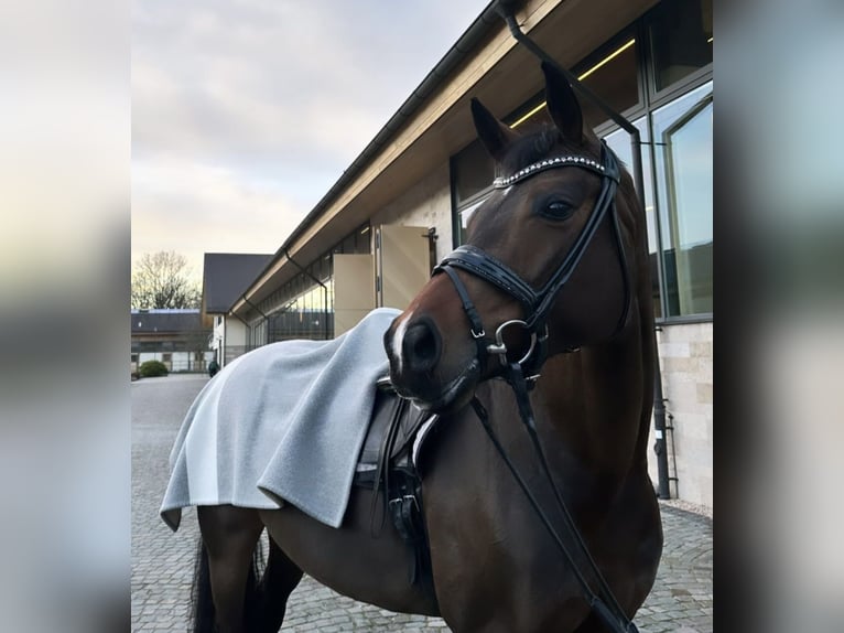 Hannoveraan Merrie 10 Jaar 167 cm Zwartbruin in Dreieich