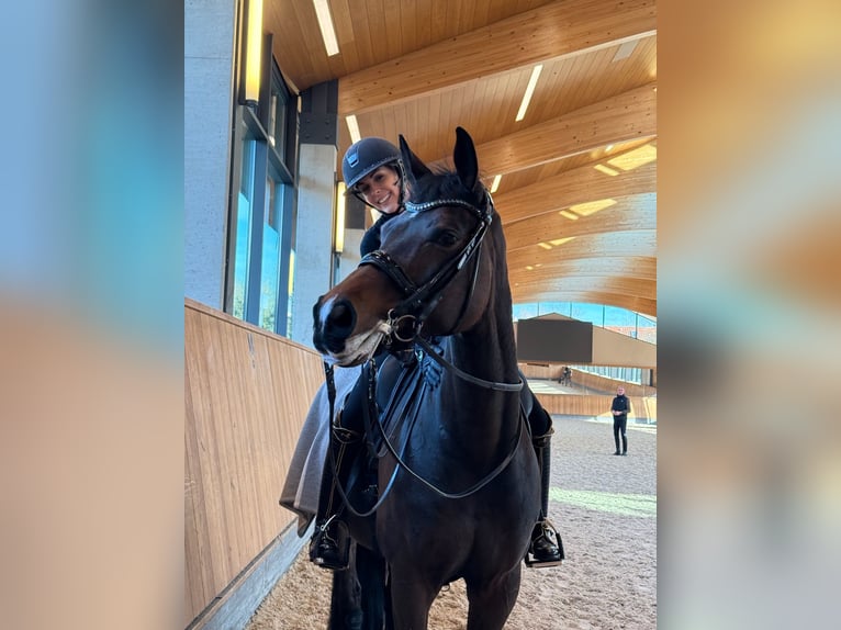 Hannoveraan Merrie 10 Jaar 167 cm Zwartbruin in Dreieich