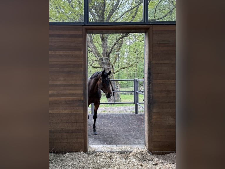 Hannoveraan Merrie 10 Jaar 167 cm Zwartbruin in Dreieich
