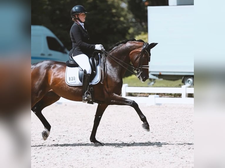 Hannoveraan Merrie 10 Jaar 167 cm Zwartbruin in Dreieich