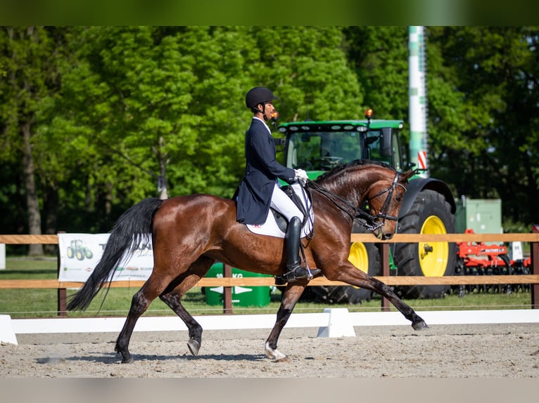 Hannoveraan Merrie 10 Jaar 168 cm Bruin in Bremerhaven