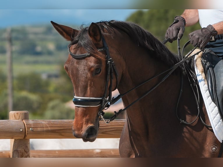 Hannoveraan Merrie 10 Jaar 168 cm Bruin in Herault
