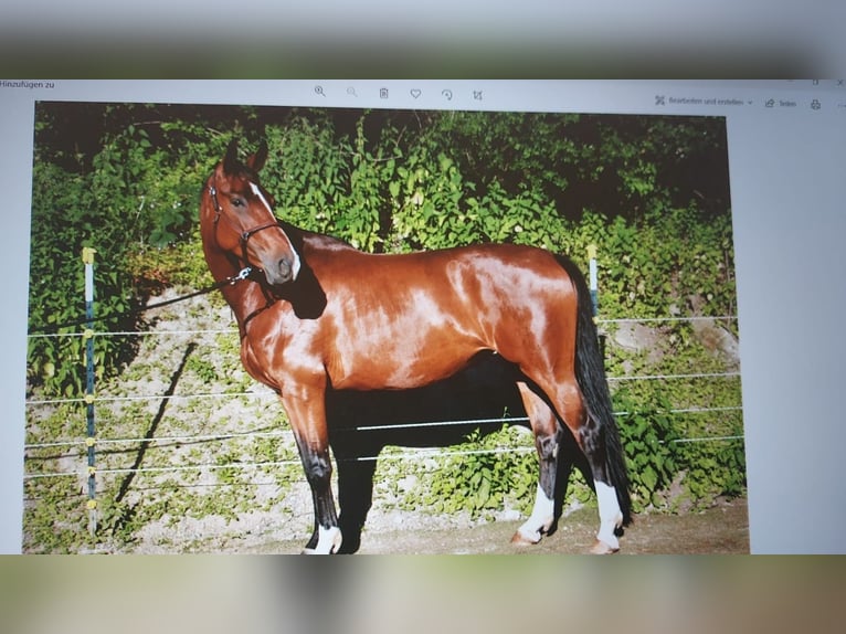 Hannoveraan Merrie 10 Jaar 168 cm Bruin in Wipperfürth