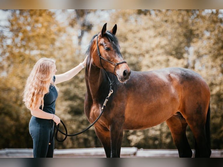 Hannoveraan Merrie 10 Jaar 168 cm Bruin in Perchtoldsdorf