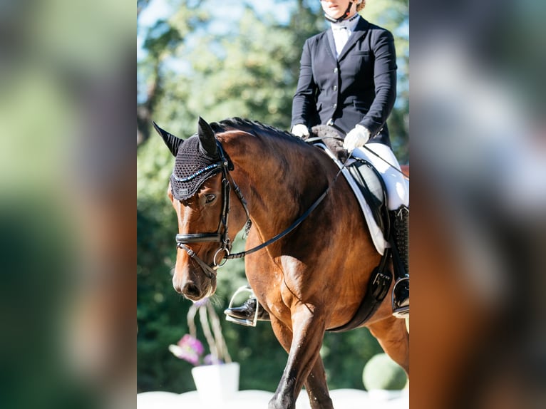 Hannoveraan Merrie 10 Jaar 168 cm Bruin in Perchtoldsdorf