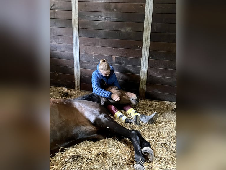 Hannoveraan Merrie 10 Jaar 168 cm Bruin in Perchtoldsdorf