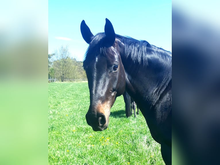 Hannoveraan Merrie 10 Jaar 168 cm Donkerbruin in Celle