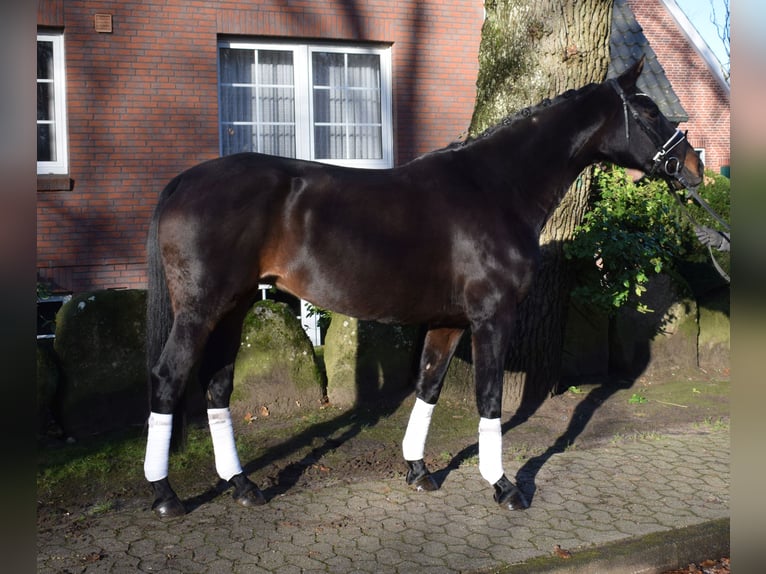 Hannoveraan Merrie 10 Jaar 168 cm Donkerbruin in Fredenbeck