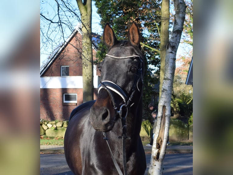 Hannoveraan Merrie 10 Jaar 168 cm Donkerbruin in Fredenbeck