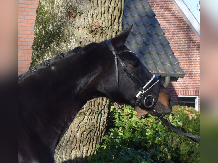 Hannoveraan Merrie 10 Jaar 168 cm Donkerbruin in Fredenbeck