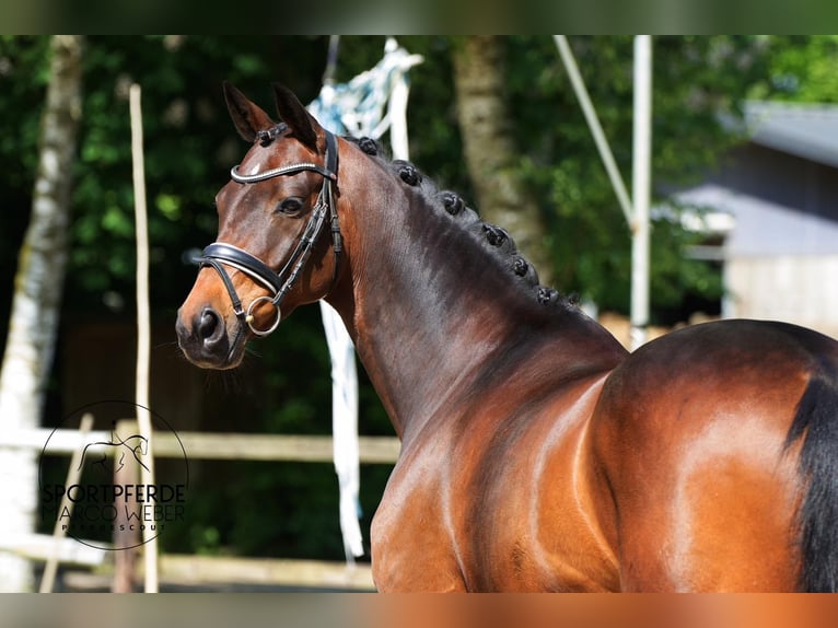 Hannoveraan Merrie 10 Jaar 168 cm Donkerbruin in Hassendorf