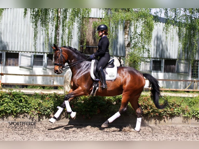 Hannoveraan Merrie 10 Jaar 168 cm Donkerbruin in Hassendorf