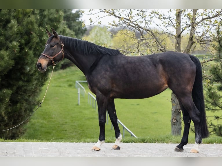 Hannoveraan Merrie 10 Jaar 168 cm Donkerbruin in DUSZNIKI