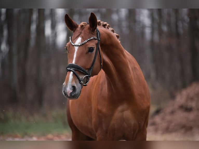 Hannoveraan Merrie 10 Jaar 168 cm Vos in Wehringen