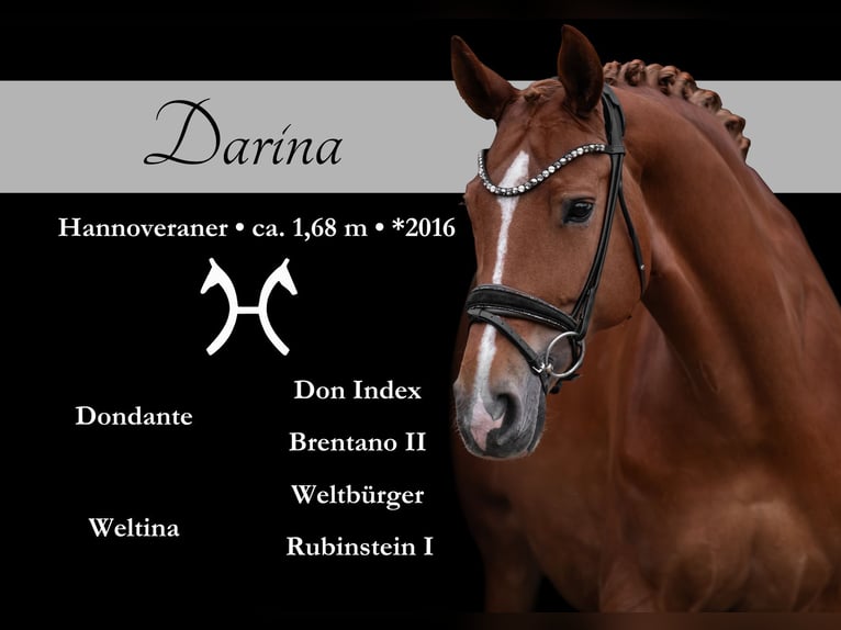 Hannoveraan Merrie 10 Jaar 168 cm Vos in Wehringen