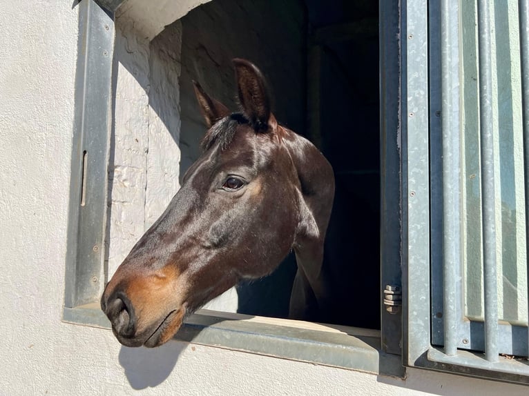 Hannoveraan Merrie 10 Jaar 168 cm Zwartbruin in Loxstedt