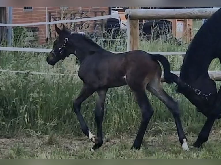 Hannoveraan Merrie 10 Jaar 168 cm Zwartbruin in Rehburg-Loccum Münchehagen