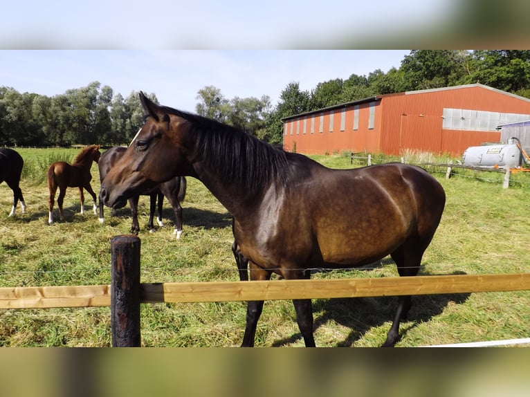 Hannoveraan Merrie 10 Jaar 170 cm Bruin in Hespe Levesen