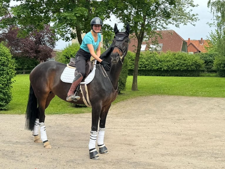 Hannoveraan Merrie 10 Jaar 170 cm Bruin in Neustadt am Rübenberge