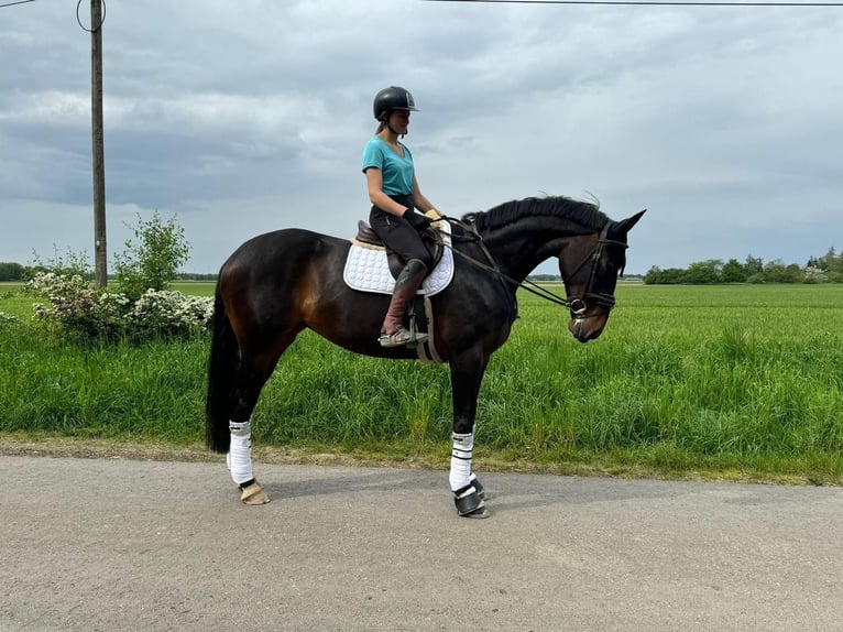 Hannoveraan Merrie 10 Jaar 170 cm Bruin in Neustadt am Rübenberge