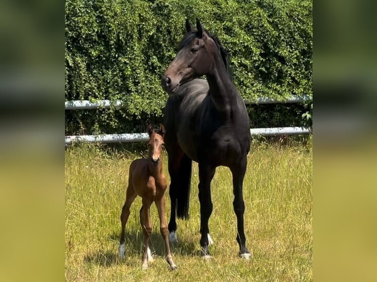 Hannoveraan Merrie 10 Jaar 170 cm Bruin in Neustadt am Rübenberge