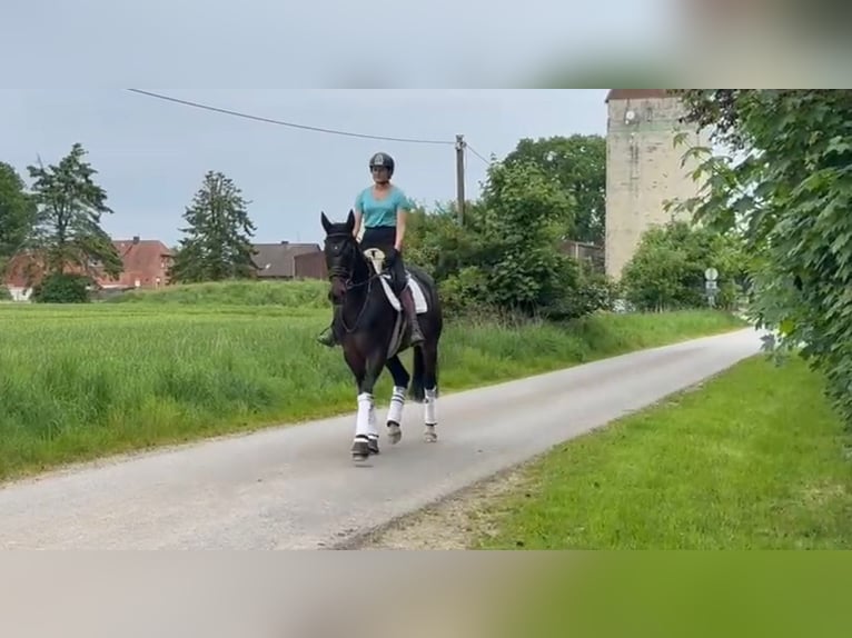 Hannoveraan Merrie 10 Jaar 170 cm Bruin in Neustadt am Rübenberge