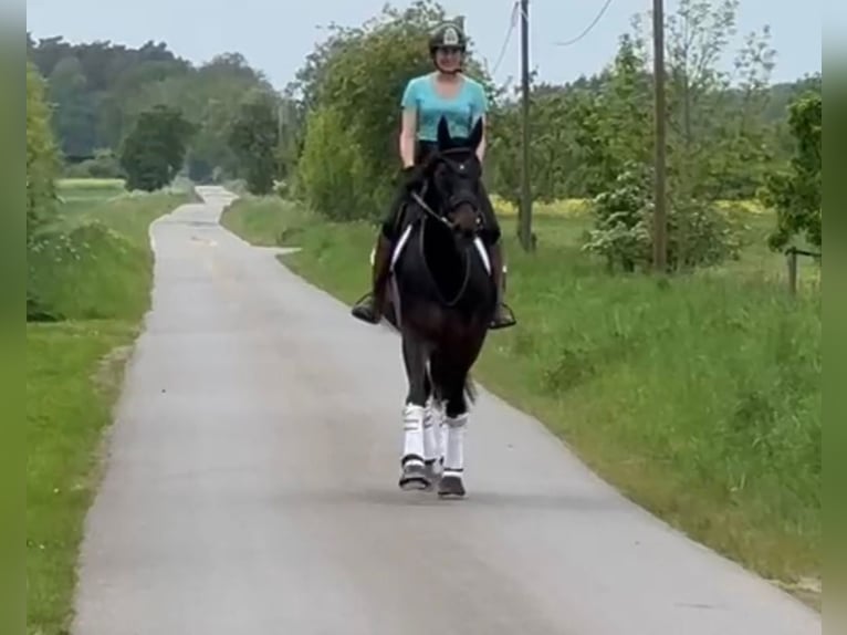 Hannoveraan Merrie 10 Jaar 170 cm Bruin in Neustadt am Rübenberge