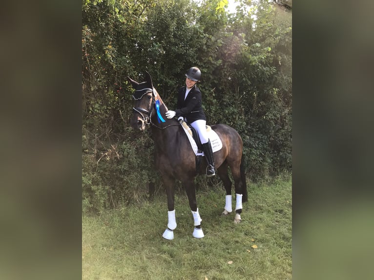 Hannoveraan Merrie 10 Jaar 170 cm Bruin in Rosendahl