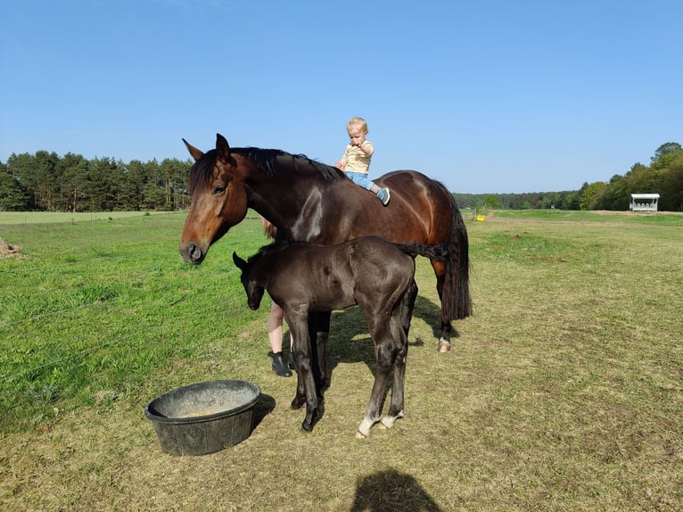 Hannoveraan Merrie 10 Jaar 170 cm Bruin in Weitendorf